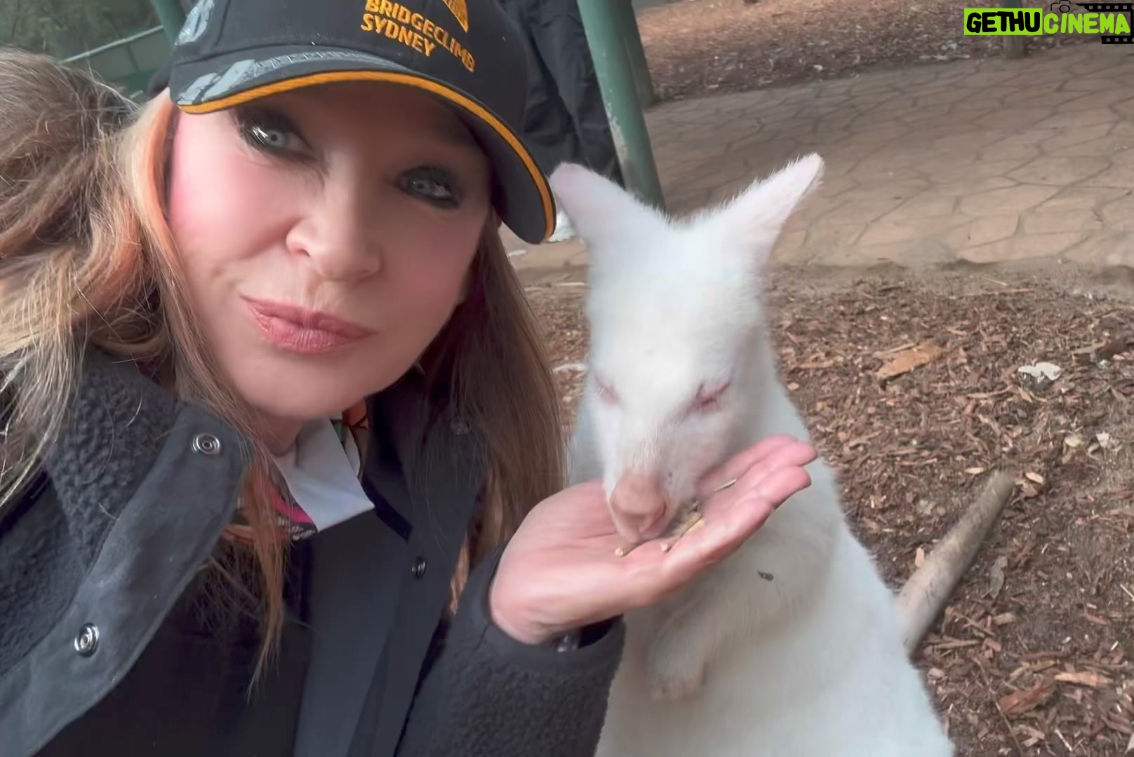 Cynthia Rothrock - 1.7K Likes - Getting kissed by an Albino Kangaroo
