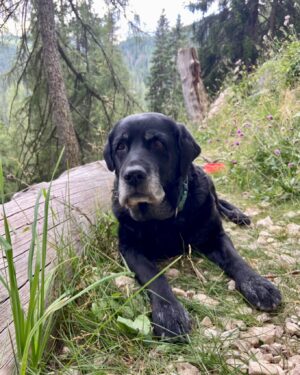 Daila Ojeda Instagram - Esta rata cumple hoy 15 años!! 🥳🎂Espero haber estado a la altura como mami/partner todos estos años porque ella ha sido (y es!) lo mejor para mi ❤️ por mas aventuras juntas ratilla y que por favor sean con @pablo.santos.perez cerquita de nosotras!! 

Today this rat turns 15 years old!! 🥳🎂 I hope I have been a good mommy/partner all these years because she has been (and she is!) the best for me ❤️ for more adventures together ratilla and with @pablo.santos.perez close to us please!!

#chaxiraxi ☀️