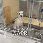 Daisy Fuentes Instagram - @aceofheartsdogrescue to the rescue. And just in time. The Lancaster Care Center is overflowing with dogs, double and tripled up kennels and euthanizing regularly these days. It’s devastating. Today CAPRI took freedom walk, thanks to your sharing - and a committed foster @daisyfuentes 💕 She’ll need our continued support to help find her forever home. Please consider donating to her care and shopping their Wish List to send some love. 💕 (links in their bio). Share this video to share the joy and spread the word about shelter dogs. Drop. 💖if you’ve been hoping for this outcome! 🙇🏻‍♀️ Click here hashtag #A5612257 to see other posts on her. Thank you @lancasteranimalslaco for taking care of her. Thanks @marbeanns for freedom video today!! #seenequalssaved