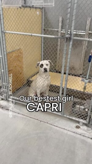 Daisy Fuentes Instagram - @aceofheartsdogrescue to the rescue. And just in time. The Lancaster Care Center is overflowing with dogs, double and tripled up kennels and euthanizing regularly these days. It’s devastating. 

Today CAPRI took freedom walk, thanks to your sharing - and a committed foster @daisyfuentes 💕
She’ll need our continued support to help find her forever home. Please consider donating to her care and shopping their Wish List to send some love. 💕 (links in their bio). 

Share this video to share the joy and spread the word about shelter dogs. Drop. 💖if you’ve been hoping for this outcome! 🙇🏻‍♀️

Click here hashtag #A5612257 to see other posts on her. 
Thank you @lancasteranimalslaco for taking care of her. 
Thanks @marbeanns for freedom video today!!

#seenequalssaved