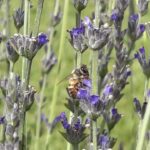 Daisy Fuentes Instagram - I used to get a bit freaked out when I’d see a bee. But now… I’m all, Wow a bee! Can I get you a drink? Need anything? You’re beautiful. #beesofinstagram