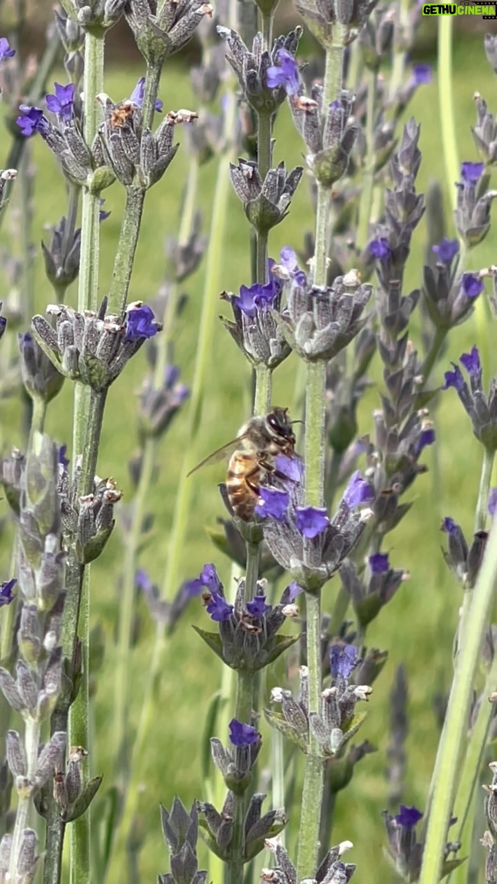 Daisy Fuentes Instagram - I used to get a bit freaked out when I’d see a bee. But now… I’m all, Wow a bee! Can I get you a drink? Need anything? You’re beautiful. #beesofinstagram