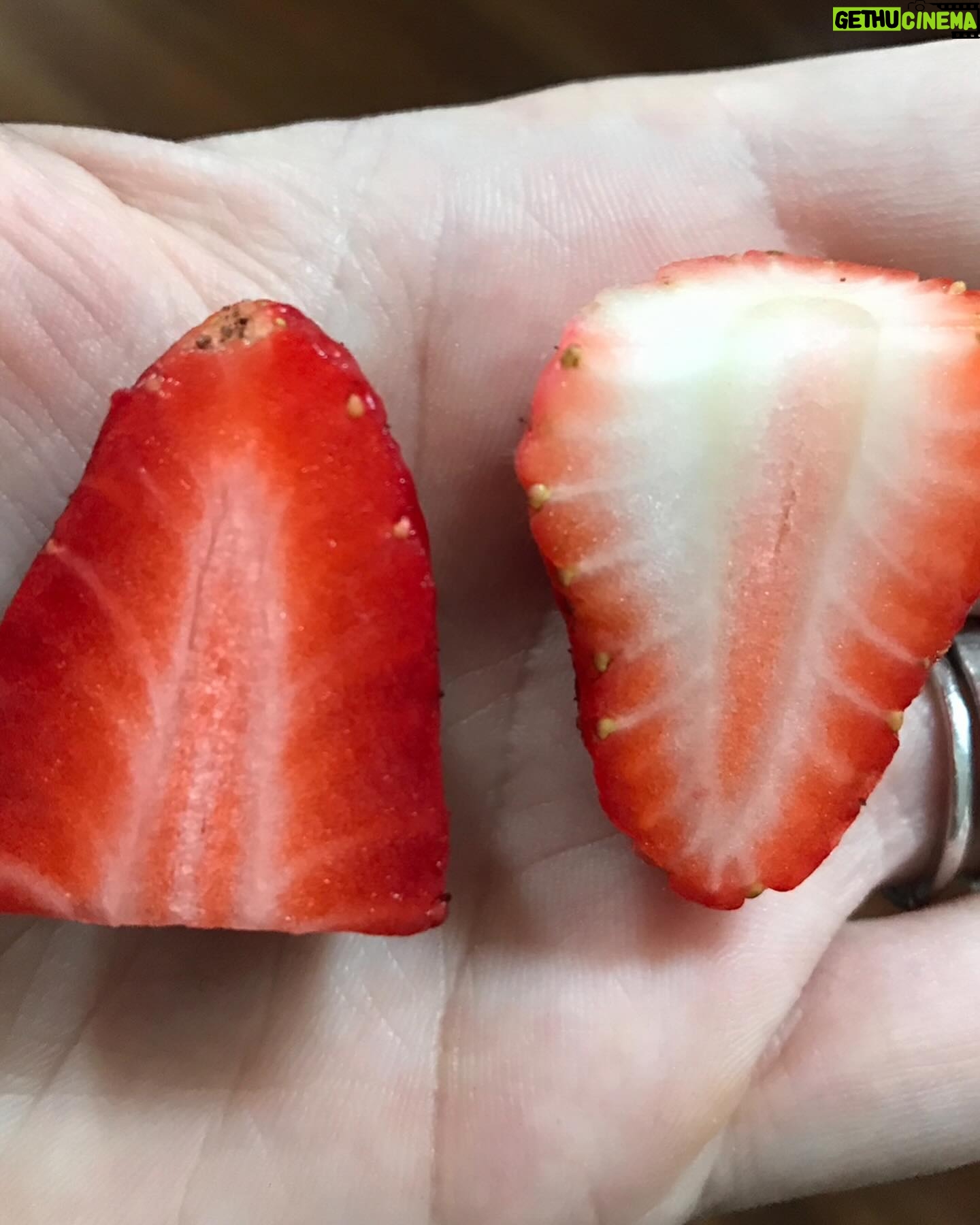 Damaris Phillips Instagram - The 2024 date night picnic season starts Friday! We are celebrating the spring harvest in Kentucky and so we had to include strawberries to the menu. You can order now and help us settle a debate. Is Strawberry shortcake served with sweet biscuits, pound cake, or angel food cake?