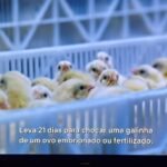 Daniela Escobar Instagram - Destroçados vivos… Pode o ser humano ser mais perverso? Pode claro que pode. Vemos todos os dias a estupidez humana estampada nos temas que escolhem promover, nas conversas que escolhem ter, nas causas que abraçam, nos assuntos que elegem para perder seu tempo com… Mas a maldade com os animais é algo inexplicável pra mim. Acredito muito na lei do karma, do “aqui se faz aqui se paga”, e não tenho pena dos milionários, que promovem essa matança para engordarem seus cofres quando morrem de câncer ou do coração…. É a lei da natureza, de Deus, do Karma, do retorno. Mas que acontece, acontece…