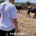 Daniela Escobar Instagram - @ahimsa.santuariovaledarainha entre para mais informações sobre doações!! Elas agradecem! Eu agradeço sua generosidade!! 🙏🏻🙏🏻🙏🏻🙏🏻❤️🌻