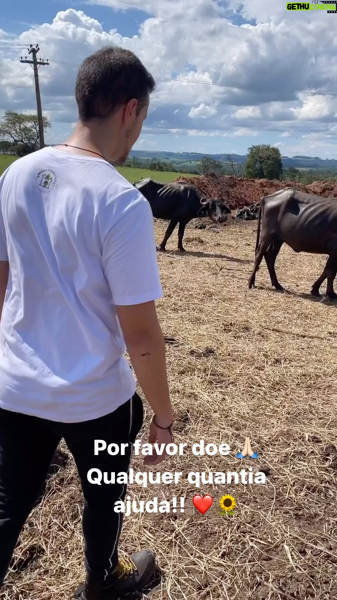 Daniela Escobar Instagram - @ahimsa.santuariovaledarainha entre para mais informações sobre doações!! Elas agradecem! Eu agradeço sua generosidade!! 🙏🏻🙏🏻🙏🏻🙏🏻❤️🌻