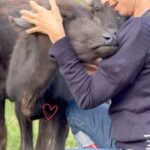 Daniela Escobar Instagram - Essas búfalas, esses seres especiais estão tendo a chance de uma vida sem violência, fome ou sede. Graças ao amor, consciência e o serviço incansável de outros seres igualmente especiais como os do @ahimsa.santuariovaledarainha que enfrentaram muitas tempestades para salva-las e continuar cuidando delas enquanto viverem. Por isso peço a vocês que me leem, que se puderem contribuir com qualquer quantia para o @ahimsa.santuariovaledarainha ou @ranchodosgnomos você vai estar ajudando a salvar essas vidas e te serei eternamente grata. 🙏🏻🌻❤️ Se quiser ser um apoiador mensal: SVR.org.br/apoiomensal Pix- CNPJ 41148294000180