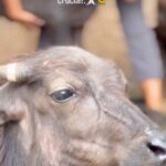 Daniela Escobar Instagram - Já foram resgatados e agora precisam de nossa ajuda para sobreviverem até o final do seus dias… Ajudem doando qualquer valor pelos dados abaixo: @ahimsa.santuariovaledarainha Pix: CNPJ 41148294000180 SRV.ORG.BR/apoio mensal. . @ranchodosgnomos Pix: CNPJ 04087616000100 https://ranchodosgnomos.org.br/novo/doe São mil seres que merecem viver! Por amor ajude! 🙏🏻❤️🌻