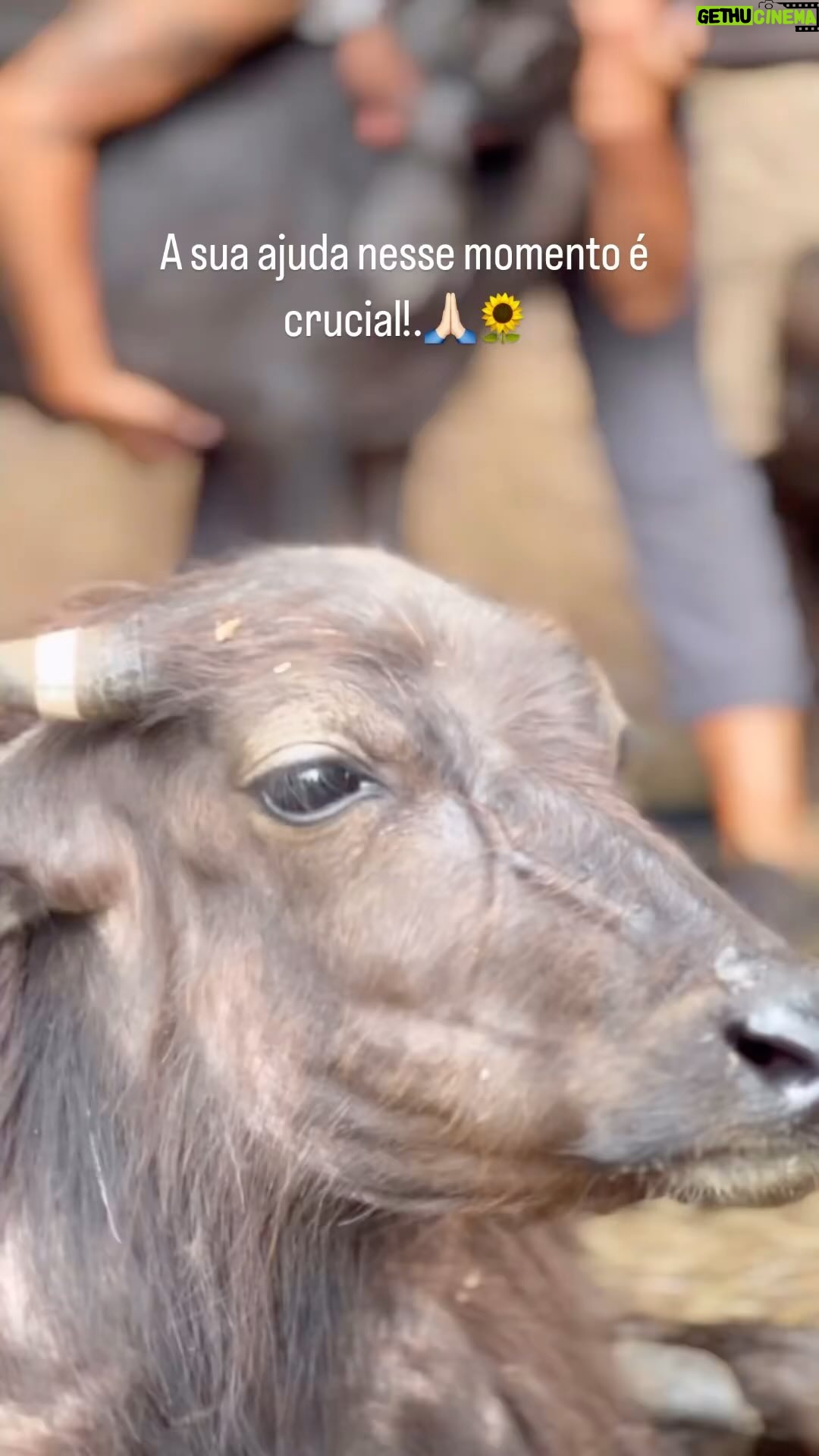 Daniela Escobar Instagram - Já foram resgatados e agora precisam de nossa ajuda para sobreviverem até o final do seus dias… Ajudem doando qualquer valor pelos dados abaixo: @ahimsa.santuariovaledarainha Pix: CNPJ 41148294000180 SRV.ORG.BR/apoio mensal. . @ranchodosgnomos Pix: CNPJ 04087616000100 https://ranchodosgnomos.org.br/novo/doe São mil seres que merecem viver! Por amor ajude! 🙏🏻❤️🌻