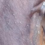 Daniela Escobar Instagram - As doenças causadas pelo consumo de proteína animal, é karma. Acredito piamente nisso! Diabetes, doenças cardiovasculares… são alguns exemplos… Os que escolhem matar outro ser, por dinheiro ou gula um dia acabam pagando de alguma forma…