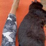 Daniela Escobar Instagram - Quando eles se sentem tão a vontade que se enfiam no meio do seu treino e sem a menor cerimônia tiram a soneca…
