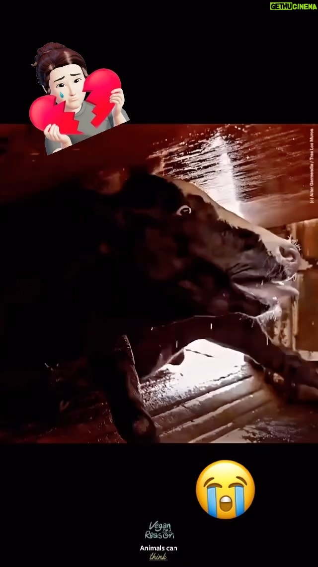 Daniela Escobar Instagram - Os humanos ainda não entenderam porque estão aqui nesse mundo. Ainda brincam com as vidas uns dos outros. Subjugam, se acham no direito. Gostaria de dizer: pai tem piedade deles, mas penso: Pai leva-os logo, pois tem muitos que só nascendo de novo mesmo… Da pra imaginar o sofrimento infringido a esses seres? E os milhares que continuam patrocinando….? O que pensar destes? 🤦🏻♀️
