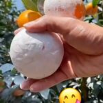 Daniela Escobar Instagram – Better than any other fake or frozen juice. Only  nature nourishes.
Melhor do que qualquer outro suco falso ou congelado ou em pó ( química pura)…
Só a natureza nutre de verdade!