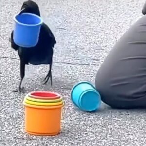 Daniela Escobar Instagram - Olha esse corvo brincando com os potinhos, a rapidez com que eles coloca os tamanhos na ordem correta!!! 😍 Nunca imaginei que esse pássaro fosse tão inteligente…. 🌻