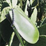 Daniela Escobar Instagram - Esses dois criaram um “couro” a partir do cactus, salvando a vida de 1 bilhão de animais que seriam mortos para a indústria da moda. Cactus não precisa de muita água, é uma planta bastante resistente e o material derivado de suas folhas mais maduras oferece espessuras e texturas diferentes, o que também permite uma variedade de cores para o produto final. Palmas para Adrian e Marte.👏🏻👏🏻👏🏻👏🏻👏🏻