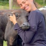 Daniela Escobar Instagram – Rostos incrédulos, exaustos, receber tantos afagos é novidade pra elas, mães apartadas de seus filhos, objetificadas e abusadas por anos a fio,  e por fim descartadas. Agora são amadas, muito acarinhadas, cuidadas, alimentadas e sobretudo respeitadas! E eu tive o privilégio de poder ver de perto a força do amor entre seres tão especiais. De duas e quatro patas.
@ahimsa.santuariovaledarainha é o próximo passo, é o Ano Novo, a vida nova, a educação chegando, a diferença sendo feita no mundo dos terráqueos. Saí com esperança na humanidade. Mas mais ainda certa de que a troca é mesmo com os mestres animais. Sim são mestres, nos ensinam mais do que os humanoides com sua arrogante superioridade. 
Obrigada Patrícia e Victor, obrigada a todos os envolvidos, por fazerem acontecer, para que eu e outros tivéssemos a oportunidade de ver de perto, de sentir, a realidade nova que estamos construindo juntos. Happy New world! 🙏🏻❤️💪🏻🌻🐈‍⬛