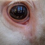 Daniela Escobar Instagram - Não precisamos falar a mesma língua para entendermos que eles também sofrem. Tudo o que precisamos é olhar nos olhos deles e escutar nosso coração. Essa foto é de um bezerro indo para o abatedouro…