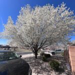 Daniela Nieves Instagram - LA ☀️ > SLC ⛄️ > ABQ 🌵