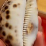 Daniela Ramírez Instagram – Arqueología 🐚