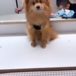 Daniela Santiago Instagram - Feliz cumpleaños mi preciosa Nala ! 💖🦊 Mi compañera de vida , mi pedacito de cielo ! Gracias por hacerme tan feliz y llenar mi vida de tanto amor , te quiero con todo mi corazón!! 💖 7 añitos !!! ❤️❤️❤️❤️❤️❤️❤️.