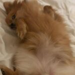 Daniela Santiago Instagram - Feliz cumpleaños mi preciosa Nala ! 💖🦊 Mi compañera de vida , mi pedacito de cielo ! Gracias por hacerme tan feliz y llenar mi vida de tanto amor , te quiero con todo mi corazón!! 💖 7 añitos !!! ❤️❤️❤️❤️❤️❤️❤️.