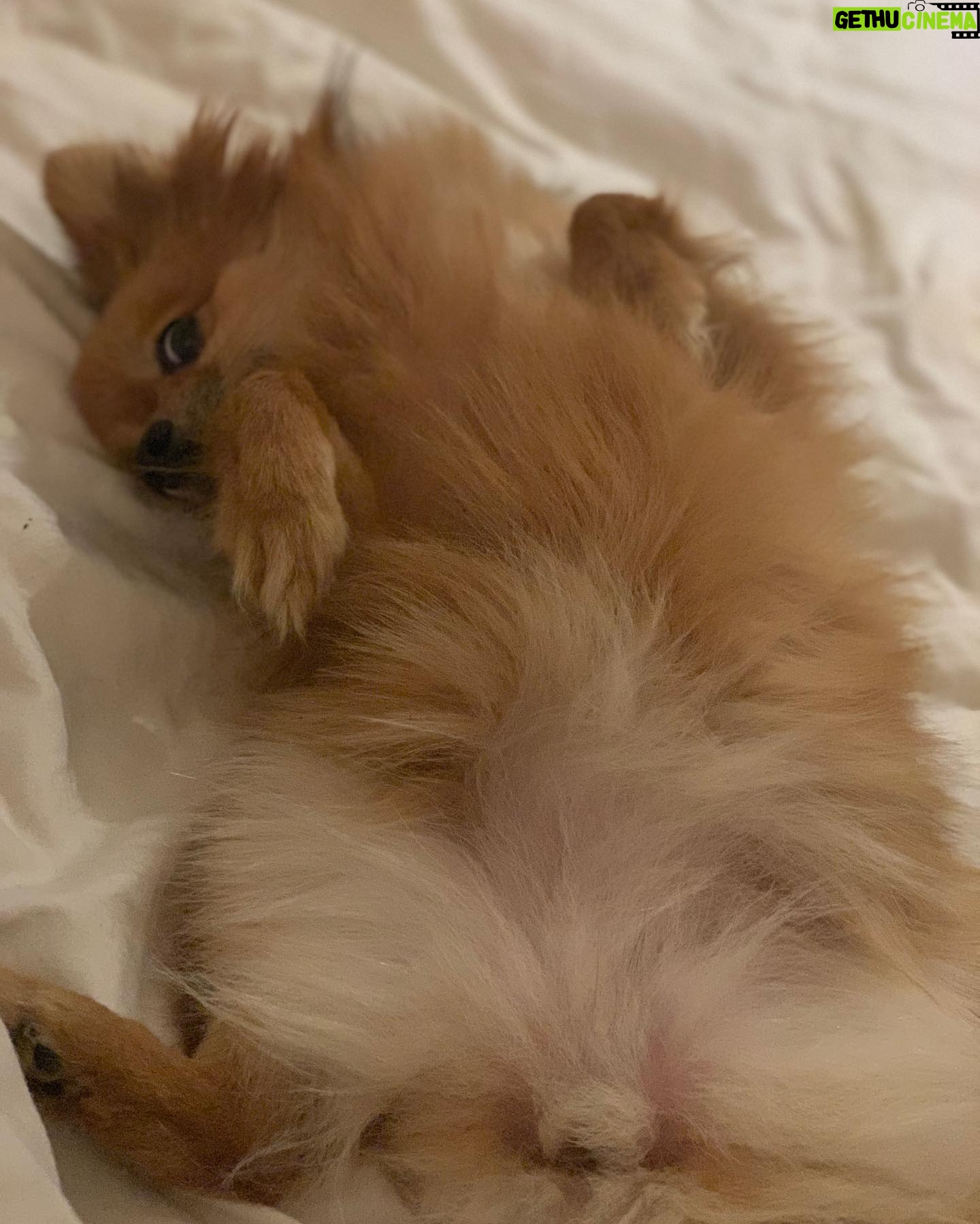 Daniela Santiago Instagram - Feliz cumpleaños mi preciosa Nala ! 💖🦊 Mi compañera de vida , mi pedacito de cielo ! Gracias por hacerme tan feliz y llenar mi vida de tanto amor , te quiero con todo mi corazón!! 💖 7 añitos !!! ❤️❤️❤️❤️❤️❤️❤️.