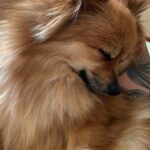Daniela Santiago Instagram - Feliz cumpleaños mi preciosa Nala ! 💖🦊 Mi compañera de vida , mi pedacito de cielo ! Gracias por hacerme tan feliz y llenar mi vida de tanto amor , te quiero con todo mi corazón!! 💖 7 añitos !!! ❤️❤️❤️❤️❤️❤️❤️.