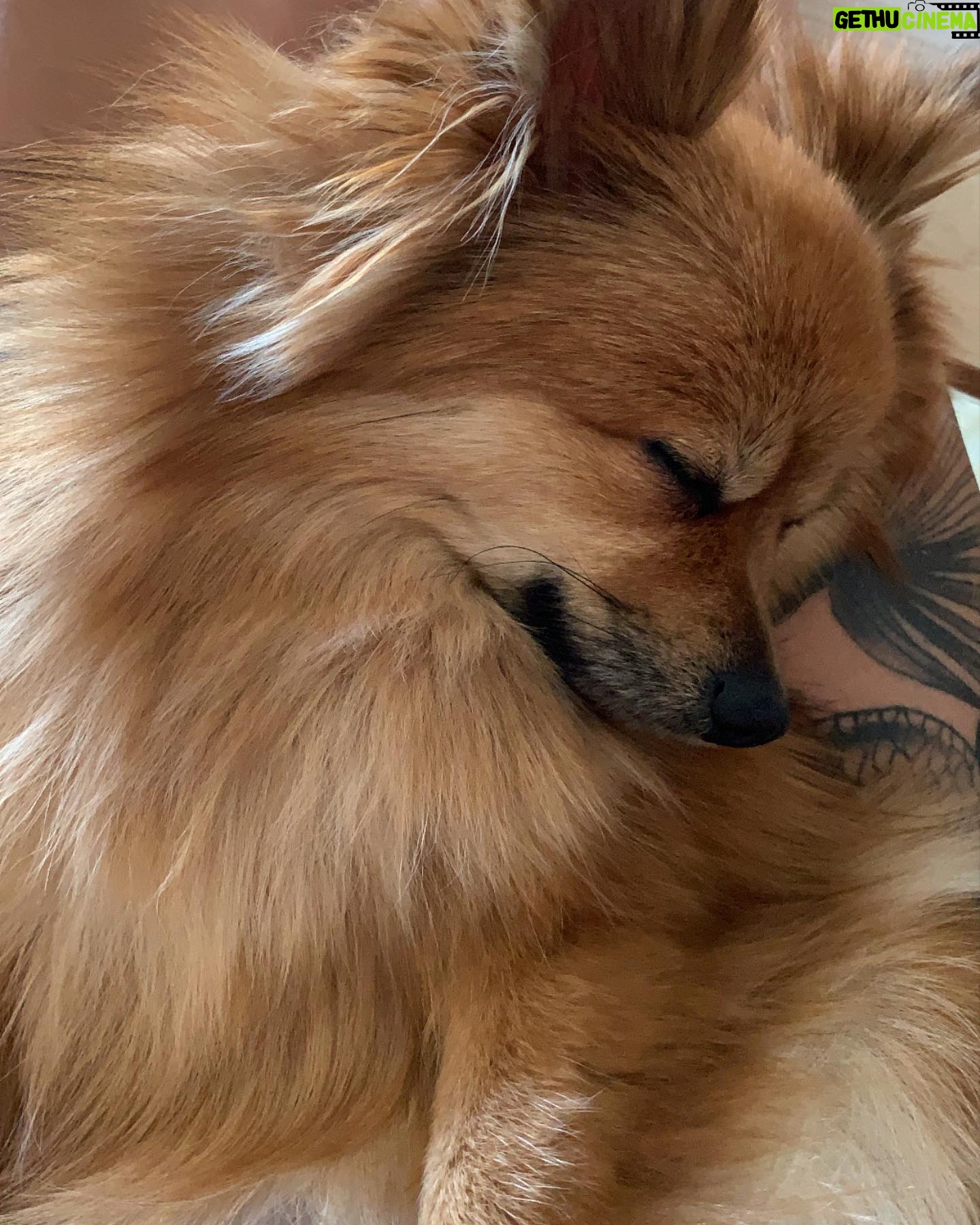 Daniela Santiago Instagram - Feliz cumpleaños mi preciosa Nala ! 💖🦊 Mi compañera de vida , mi pedacito de cielo ! Gracias por hacerme tan feliz y llenar mi vida de tanto amor , te quiero con todo mi corazón!! 💖 7 añitos !!! ❤️❤️❤️❤️❤️❤️❤️.
