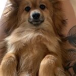 Daniela Santiago Instagram - Feliz cumpleaños mi preciosa Nala ! 💖🦊 Mi compañera de vida , mi pedacito de cielo ! Gracias por hacerme tan feliz y llenar mi vida de tanto amor , te quiero con todo mi corazón!! 💖 7 añitos !!! ❤️❤️❤️❤️❤️❤️❤️.