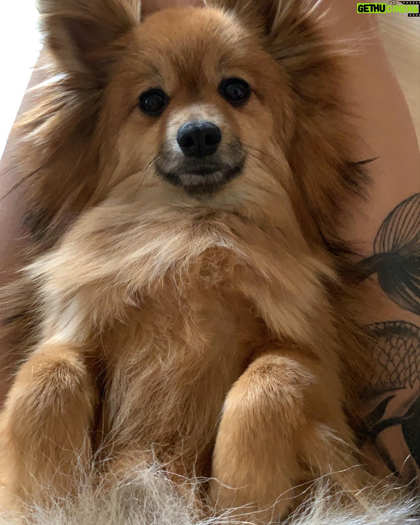 Daniela Santiago Instagram - Feliz cumpleaños mi preciosa Nala ! 💖🦊 Mi compañera de vida , mi pedacito de cielo ! Gracias por hacerme tan feliz y llenar mi vida de tanto amor , te quiero con todo mi corazón!! 💖 7 añitos !!! ❤️❤️❤️❤️❤️❤️❤️.