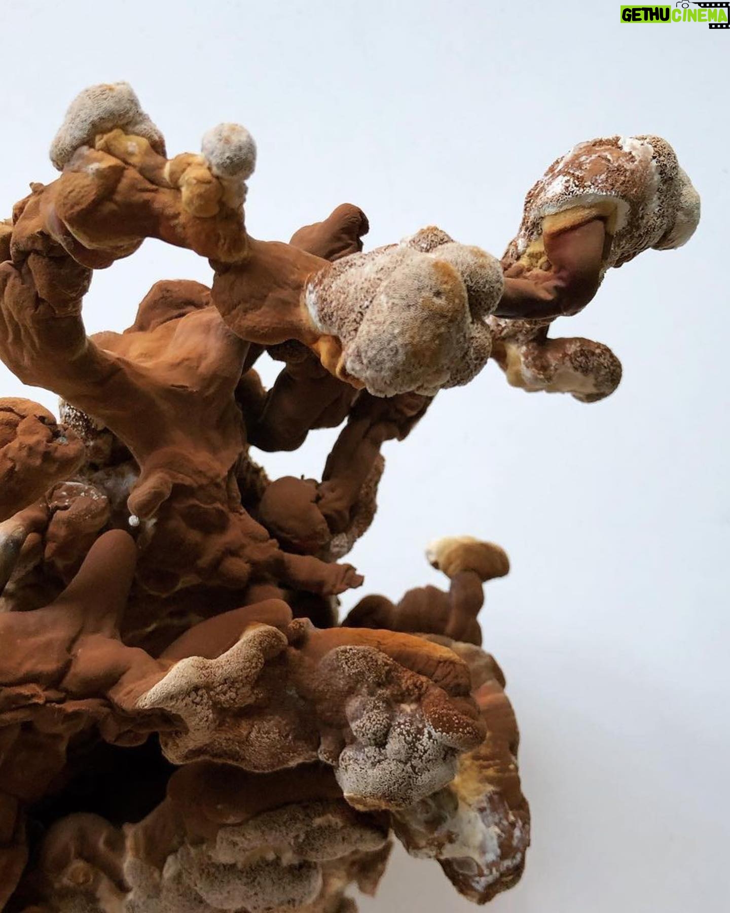 Daniella Pineda Instagram - This hat is made from Mycelium, the root structure of mushrooms. You heard that right! 🍄🍄 AND… it’s one of the very first commercially sold Reishi products on earth, thanks to designer @nickfouquet and my friends at @mycoworks AND, it’s buttery and beautiful! MycoWorks is a biotechnology company rooted in art. Founded by two artists in California (my native Bay Area), MycoWorks is on a mission to grow the future of materials using Fine Mycelium™. MycoWorks is a pioneer in the biomaterials revolution, producing made-to-order natural material that compares in quality and performance to the finest animal leathers with a low environmental impact. As someone who cares deeply about sustainability, the circular economy, and rethinking the “business as usual” model, MycoWorks checks all the boxes. Artists and designers are and will continue to be key figures in the steps toward a thriving, environmentally conscious future. @mycoworks @madewithreishi