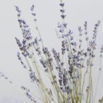Danielle Clyde Instagram - Cuál es su planta favorita, hasta ayer yo pensaba que era la lavanda, pero me di cuenta que hay una más bonita que se llama salvia que es más intenso su color y la flor es de terciopelo 🤤