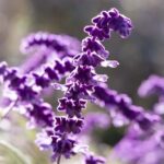 Danielle Clyde Instagram - Cuál es su planta favorita, hasta ayer yo pensaba que era la lavanda, pero me di cuenta que hay una más bonita que se llama salvia que es más intenso su color y la flor es de terciopelo 🤤