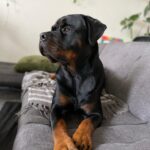 Danielle Mathers Instagram – #wcw appreciation post for my baby because she’s the best girl 🐾🥺🫶🏽❤️‍🔥 
•
•
•
•
#mybaby #murphymathers #almost3 #wheredidthetimego #puppyhead #migorda #germangirl #germanrottweiler #rottweiler #baby