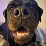 Danielle Mathers Instagram – #wcw appreciation post for my baby because she’s the best girl 🐾🥺🫶🏽❤️‍🔥 
•
•
•
•
#mybaby #murphymathers #almost3 #wheredidthetimego #puppyhead #migorda #germangirl #germanrottweiler #rottweiler #baby