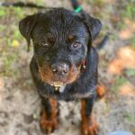 Danielle Mathers Instagram - (Baby) Murph Monday appreciation post • • • • #howluckyami #mybaby #murphymathers #rottweiler #teamo #germanrottweiler #babymurph