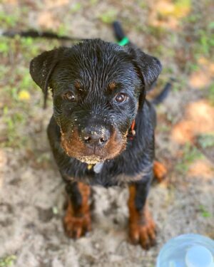Danielle Mathers Instagram - (Baby) Murph Monday appreciation post 
•
•
•
•
#howluckyami #mybaby #murphymathers #rottweiler #teamo #germanrottweiler #babymurph