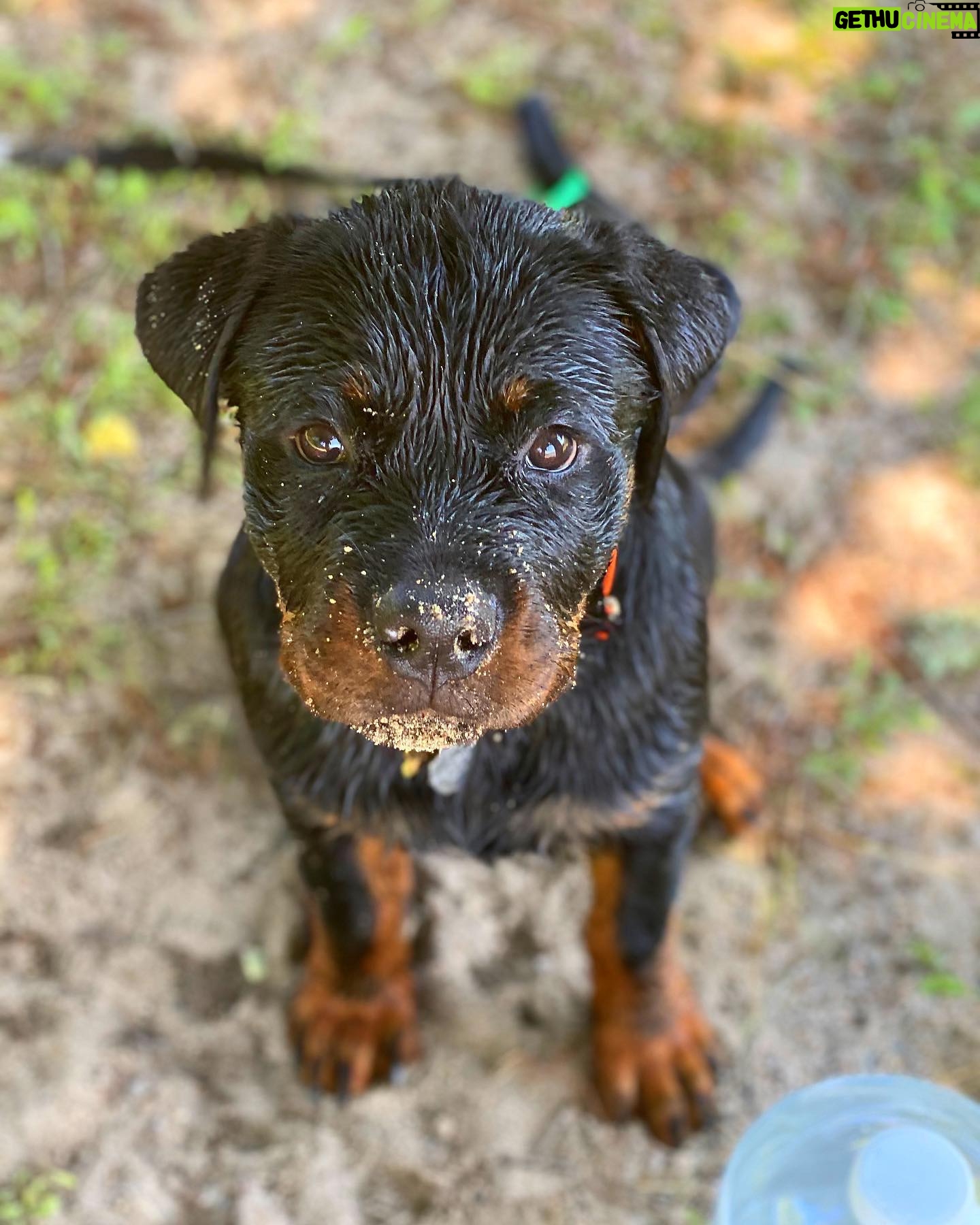 Danielle Mathers - 3 Likes - (Baby) Murph Monday appreciation post
β’
β’
β’
β’
#howluckyami #mybaby #murphymathers #rottweiler #teamo #germanrottweiler #babymurph