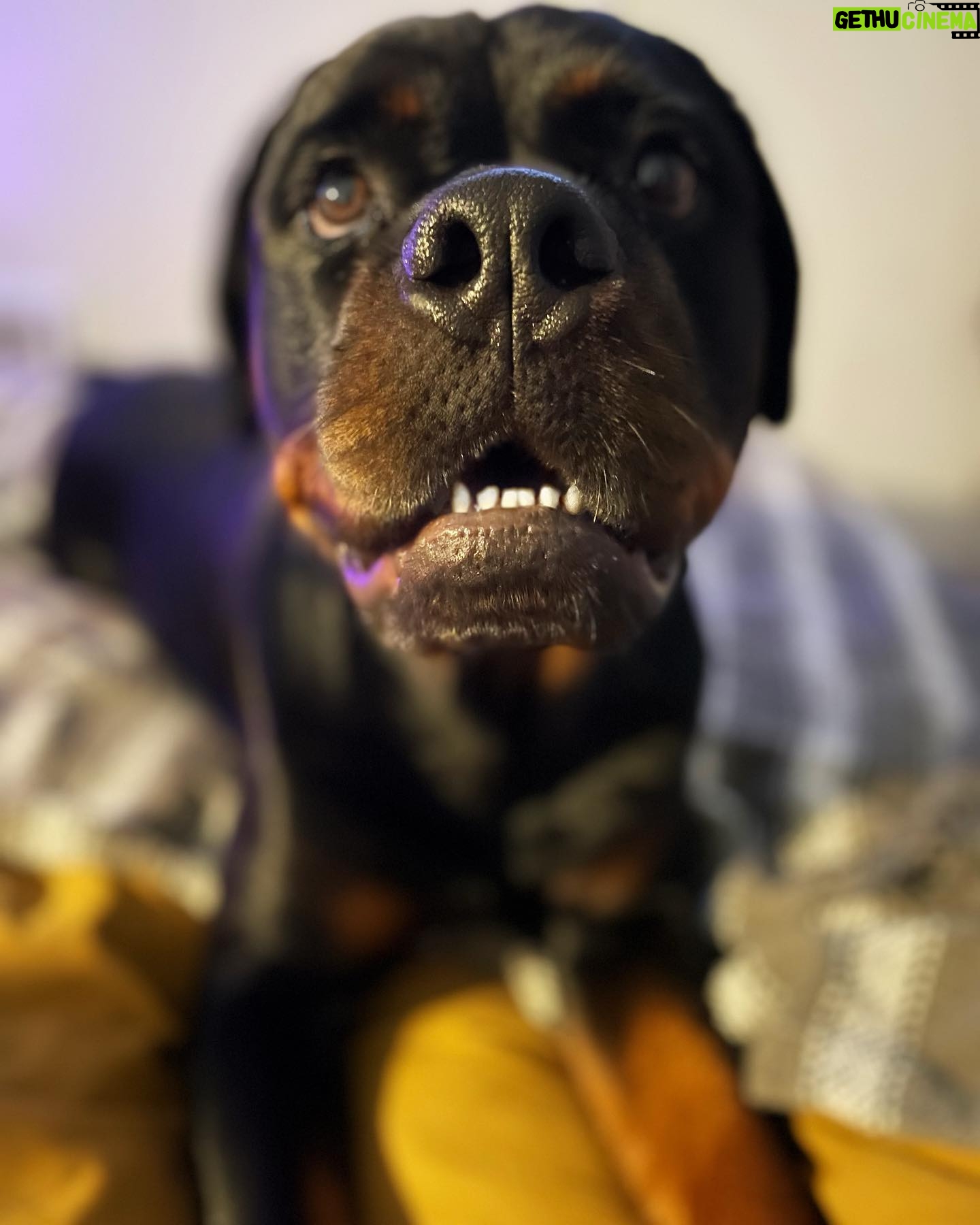 Danielle Mathers Instagram - #wcw appreciation post for my baby because she’s the best girl 🐾🥺🫶🏽❤️🔥 • • • • #mybaby #murphymathers #almost3 #wheredidthetimego #puppyhead #migorda #germangirl #germanrottweiler #rottweiler #baby
