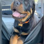Danielle Mathers Instagram - (Baby) Murph Monday appreciation post • • • • #howluckyami #mybaby #murphymathers #rottweiler #teamo #germanrottweiler #babymurph