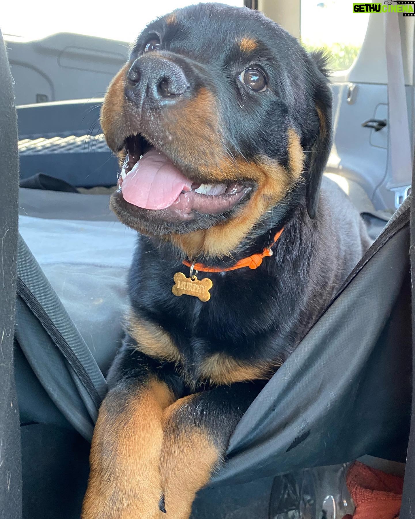 Danielle Mathers - 3 Likes - (Baby) Murph Monday appreciation post
β’
β’
β’
β’
#howluckyami #mybaby #murphymathers #rottweiler #teamo #germanrottweiler #babymurph