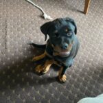 Danielle Mathers Instagram - (Baby) Murph Monday appreciation post • • • • #howluckyami #mybaby #murphymathers #rottweiler #teamo #germanrottweiler #babymurph