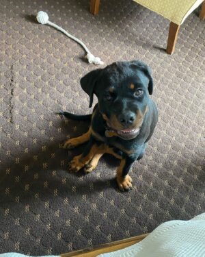 Danielle Mathers Instagram - (Baby) Murph Monday appreciation post 
•
•
•
•
#howluckyami #mybaby #murphymathers #rottweiler #teamo #germanrottweiler #babymurph