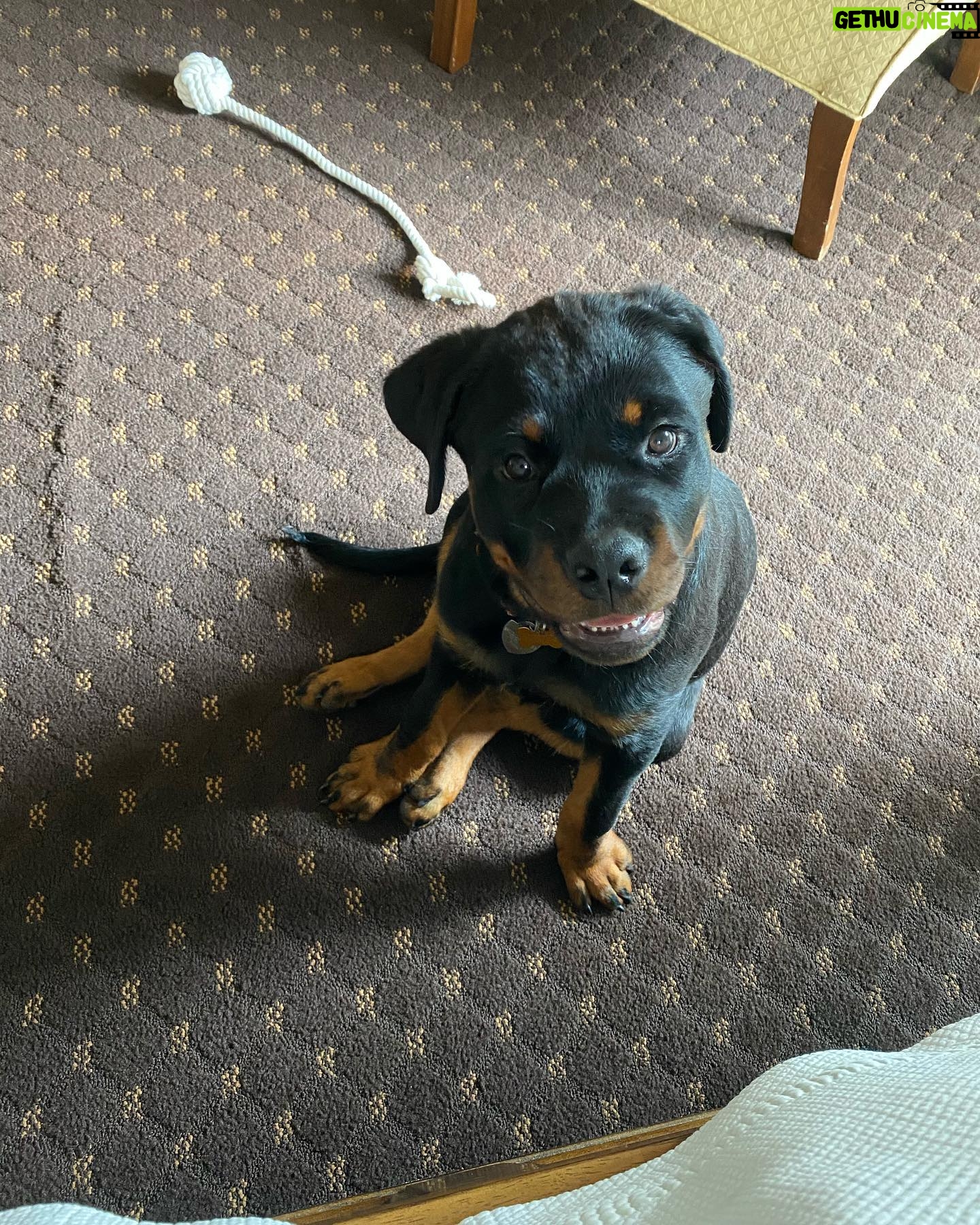 Danielle Mathers - 3 Likes - (Baby) Murph Monday appreciation post
β’
β’
β’
β’
#howluckyami #mybaby #murphymathers #rottweiler #teamo #germanrottweiler #babymurph
