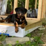 Danielle Mathers Instagram - (Baby) Murph Monday appreciation post • • • • #howluckyami #mybaby #murphymathers #rottweiler #teamo #germanrottweiler #babymurph