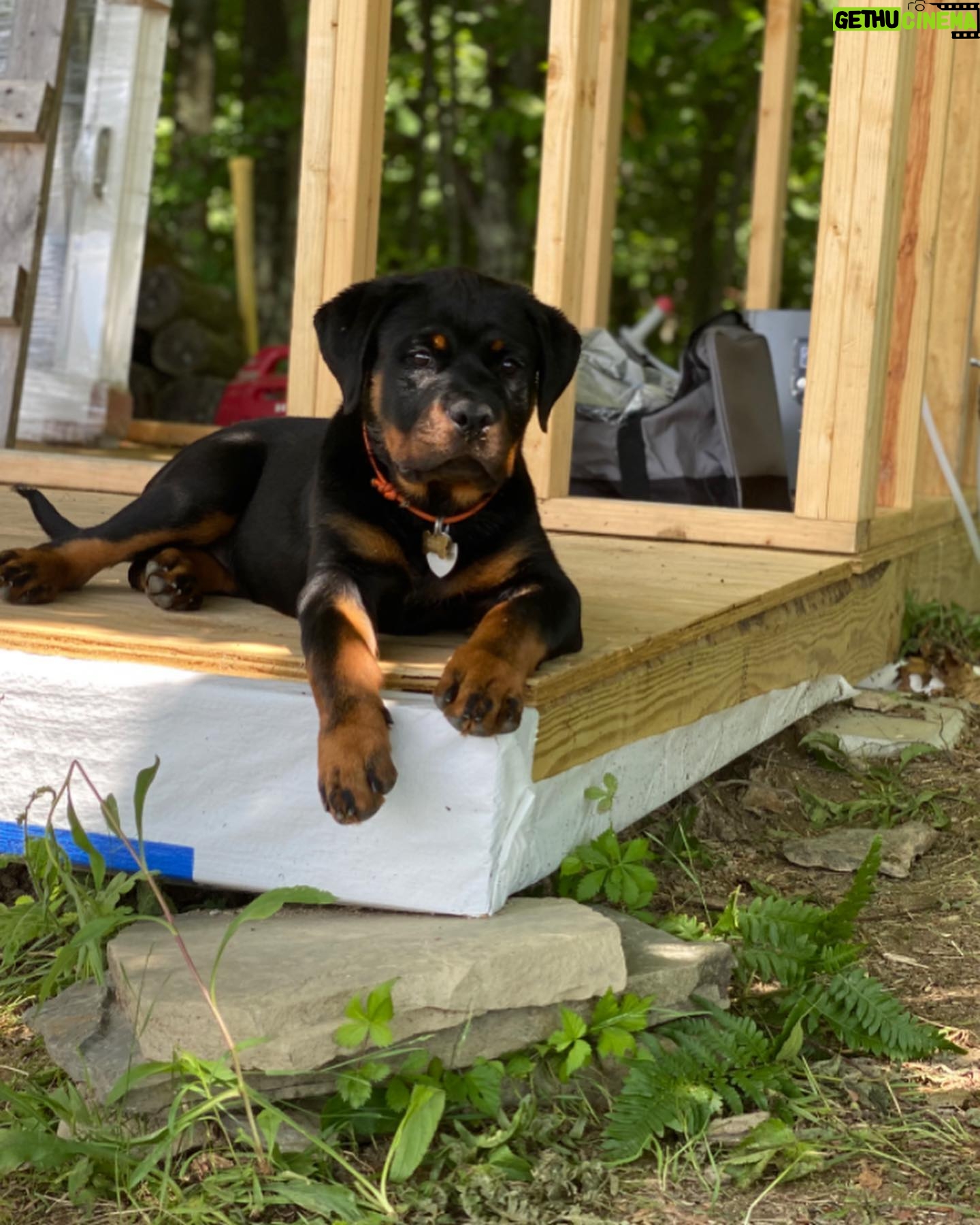 Danielle Mathers - 3 Likes - (Baby) Murph Monday appreciation post
β’
β’
β’
β’
#howluckyami #mybaby #murphymathers #rottweiler #teamo #germanrottweiler #babymurph