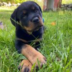 Danielle Mathers Instagram - (Baby) Murph Monday appreciation post • • • • #howluckyami #mybaby #murphymathers #rottweiler #teamo #germanrottweiler #babymurph