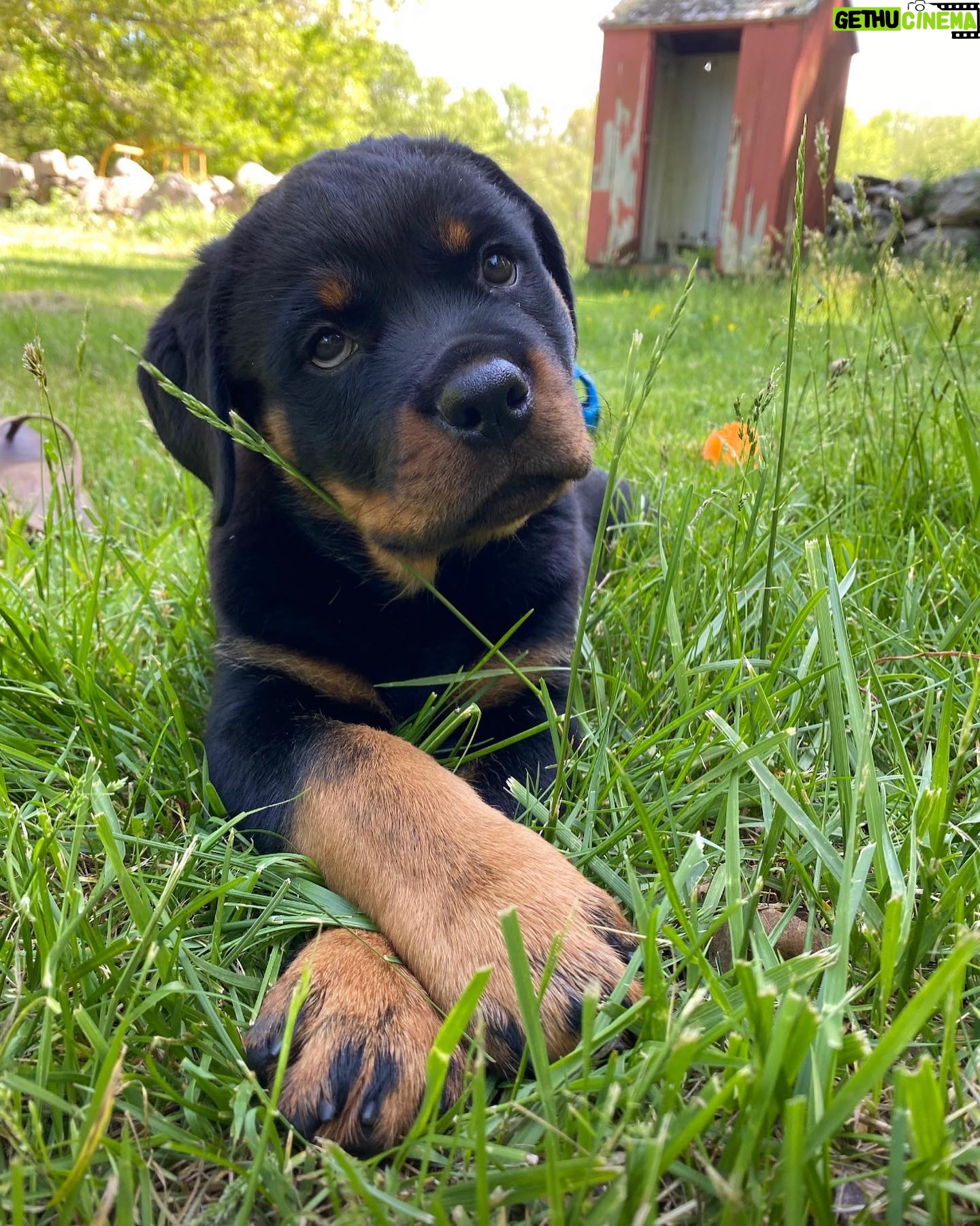 Danielle Mathers - 3 Likes - (Baby) Murph Monday appreciation post
β’
β’
β’
β’
#howluckyami #mybaby #murphymathers #rottweiler #teamo #germanrottweiler #babymurph