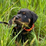 Danielle Mathers Instagram - (Baby) Murph Monday appreciation post • • • • #howluckyami #mybaby #murphymathers #rottweiler #teamo #germanrottweiler #babymurph