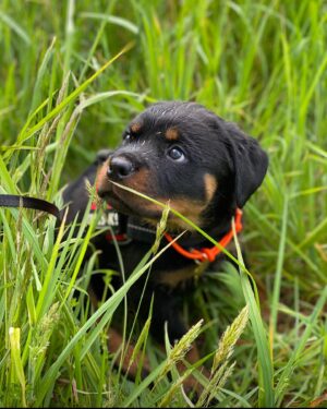 Danielle Mathers Instagram - (Baby) Murph Monday appreciation post 
•
•
•
•
#howluckyami #mybaby #murphymathers #rottweiler #teamo #germanrottweiler #babymurph